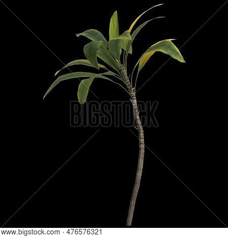 3d Illustration Of Aspidistra Elatior Plant Isolated On Black Background
