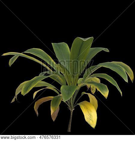 3d Illustration Of Aspidistra Elatior Plant Isolated On Black Background