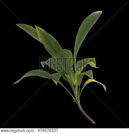 3d Illustration Of Aspidistra Elatior Plant Isolated On Black Background