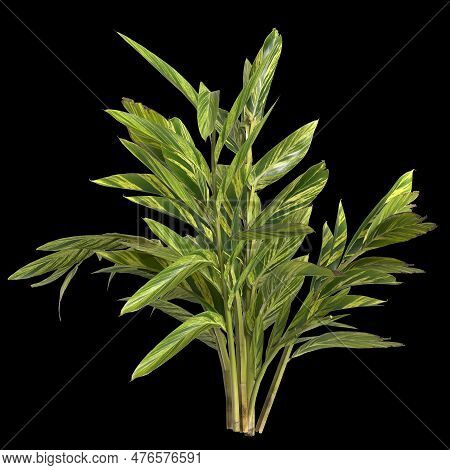 3D Illustration Of Alpinia Zerumbet Plant Isolated On Black Background