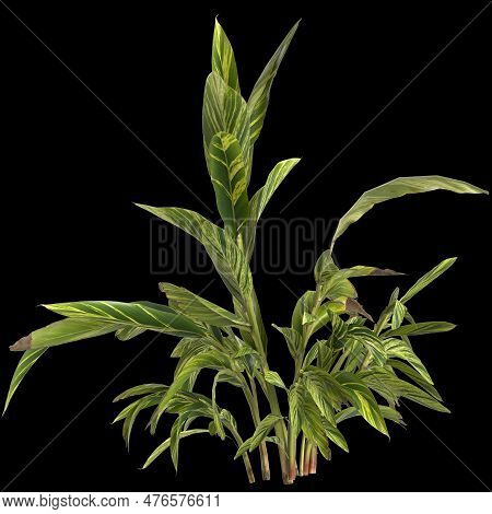 3D Illustration Of Alpinia Zerumbet Plant Isolated On Black Background