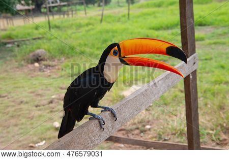Image Of Toucan With Beak Outside. Toucan With Beak Outdoor. Toucan With Beak In Wildlife.