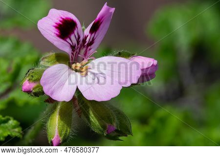 Macro Shot Of A Royal Oak Oakleaf Geranium (pelargonium Quercifolium) Flower In Bloom