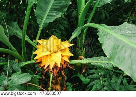A Chinese Musa Lasiocarpa Plant With A Yellow Stem Similar To A Lotus Flower. A Chinese Musa Blossom