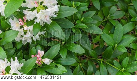 Light Pink Rhododendron Caucasicum On A Background Of Green Leaves