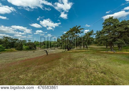 Schwanheimer Dune Nature Reserve In Frankfurt, Hesse, Germany