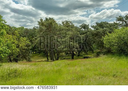 Schwanheimer Dune Nature Reserve In Frankfurt, Hesse, Germany