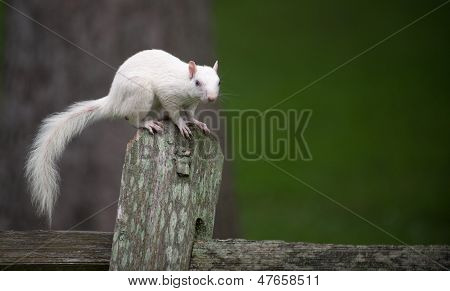 Valkoinen orava