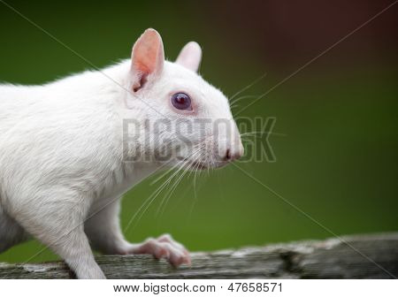 Valkoinen orava