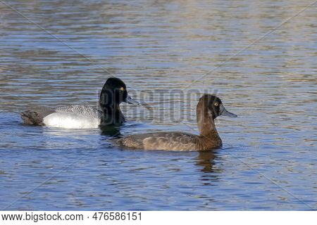 A Couple Of Male And A Female Greater Scaup Ducks On A Lake During Spring In Mating Season.