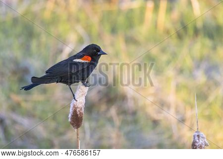 A Male Red-winged Blackbird Birds, A Passerine Bird Of The Family Icteridae Found In Most Of North A