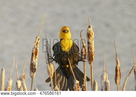 A Male Yellow-headed Blackbird. A Medium-sized Blackbird With A Yellow Head.