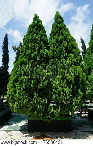 Photo Of Two Bright Green Evergreen Trephoto Of Two Bright Green Evergreen Trees, Against A Blue Sky