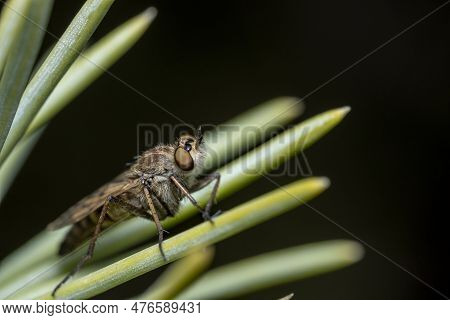 Side View Of A Stiletto Thereva Fly Sitting On A Spruce Needle. Macro