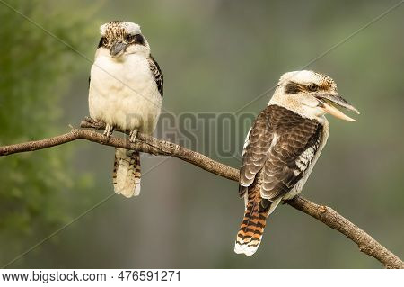 Two Kookaburras Perched On A Branch While Looking For Lawn Grubs In A Suburban Garden