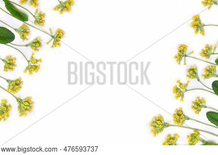 On A White Background. Top View, Flat Lay. Medicinal Herb