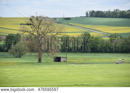 Yellow Blooming Fields Starting To Lose The Color In Late Spring