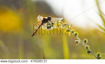 Sympetrum Flaveolum. Large Dragonfly On Wildflowers. Beautiful Insect Sits In Gras, On A Green Blurr