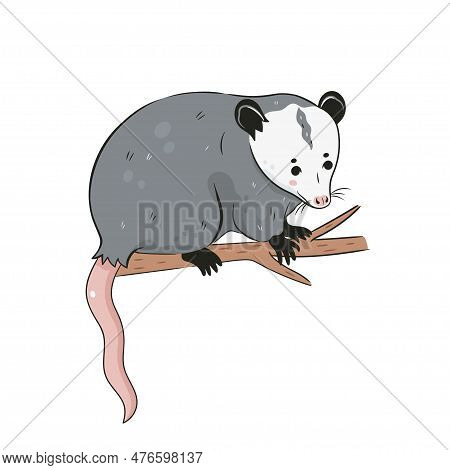 Cute Opossum Isolated On A White Background. Vector Image.
