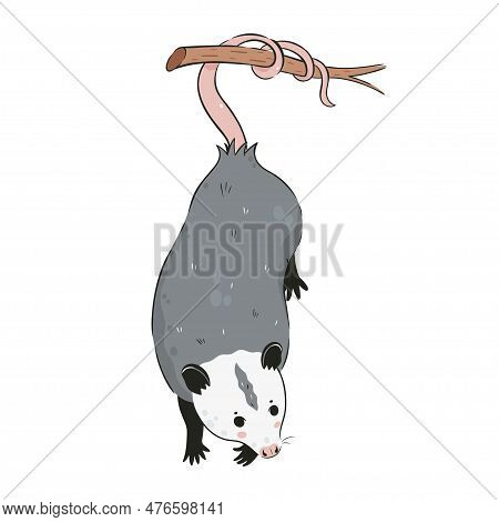 Cute Opossum Isolated On A White Background. Vector Image.