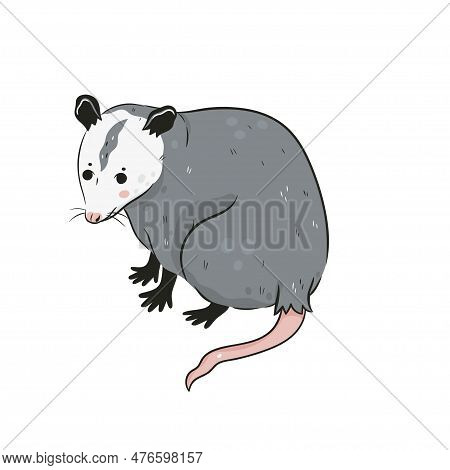 Cute Opossum Isolated On A White Background. Vector Image.