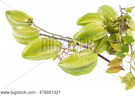 Star Fruit Or Carambola Green - Averrhoa Carambola; Photo On White Background