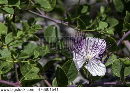 Caper Bush Or Flinders Rose Or Capparis Spinosa Delicate Flowers Close-up