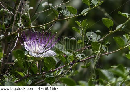 Caper Bush Or Flinders Rose Or Capparis Spinosa Delicate Flowers Close-up