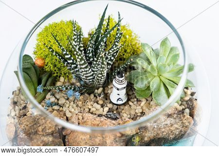Florarium In A Glass Vase With Haworthia, Pachyphytum And Other Succulents.