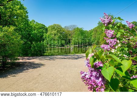 Lilac Bushes In The Krasinski Garden In Warsaw