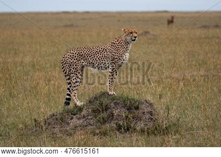 Cheetah Stands On A Rock In The Masaai Mara Reserve In Kenya, Stalking Its Prey