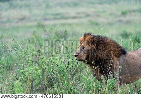 Lion Face Portrait, As It Watches In The Masaai Mara Reserve In Kenya, Africa
