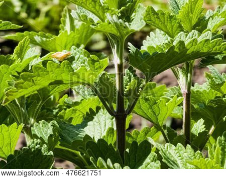 Melissa Leaves. Background From Green Leaves Of Melissa Officinalis. Melissa Or Lemon Balm Herb Leav