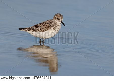 A Western Sandpiper, Calidris Mauri In Breeding Plumage Standing In A Calm Bay In Florida