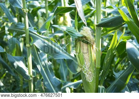 Damaged Corn Pods On The Plant. Close-up View Of Corn In A Field Where Birds Or Squirrels Have Destr