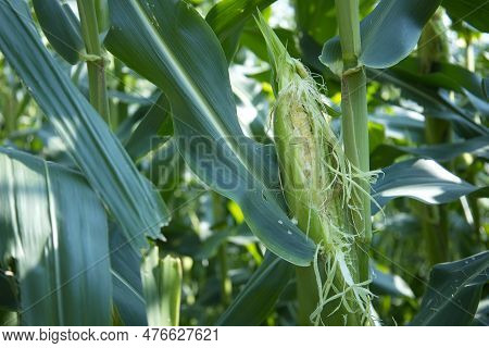Damaged Corn Pods On The Plant. Close-up Photo Of Corn In The Planting Field. Birds Or Squirrels Des