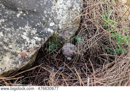 A Young Edible Mushroom - Row Earthy Gray - Mouse - Tricholoma Terreum Makes Their Way Through A Lay