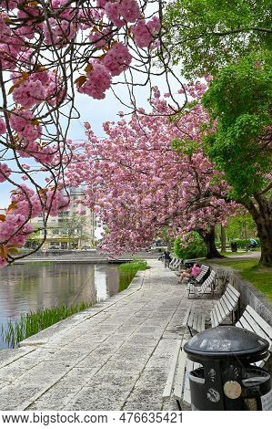 Japanese Cherry Trees In Orebro City Center Orebro Sweden May 15 2023