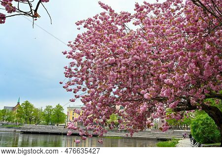 Japanese Cherry Trees In Orebro City Center Orebro Sweden May 15 2023