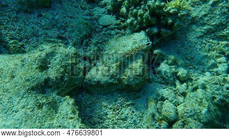 Spotted Sandperch Or Speckled Sandperch, Spotted Sandmelt (parapercis Hexophtalma) Undersea, Red Sea