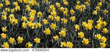 Yellow Terry Daffodils Stand Out Well Against The Background Of Leaves. Sunny Floral Background. Pan