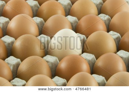 Many Fresh Rural Eggs Packed Into Cardboard Container