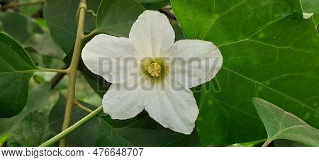 Ivy Gourd Also Known Coccinia Grandis,tindora,kowai Fruit And Scarlet Gourd. It Is Commonly Founded 