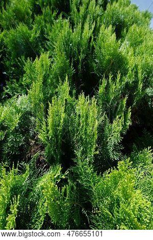 Close Up Photo Of Bright Green Cypress, Against Blue Sky Background (dacrydium, Thuja Orientalis) In