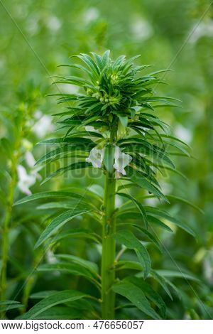 Sesame Is A Commonly Cultivated Herb And Produces Oil For Cooking. The Bunch Of Sesame, A Family Of 