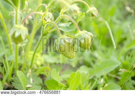 Green Strawberries Ripen On A Bush. Kelubnika Ripens In The Garden. Cultivation - Strawberries Ripen