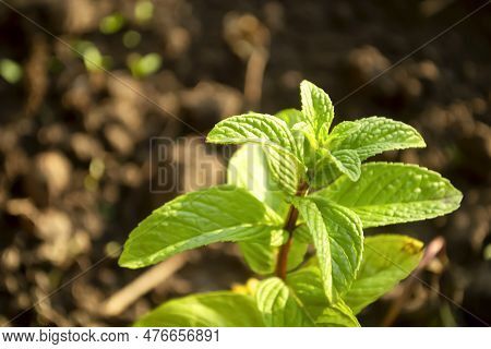 Green Mint In The Garden. A Young Bush Of Fragrant Mint. The Development Of A Peppermint Bush. Beaut