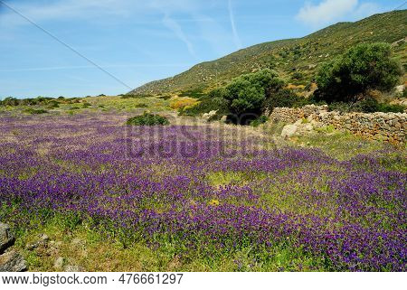 View Of The Campo Perdu Place, Asinara, Porto Torres