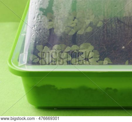 Close-up Of Small Basil Plants In A Green Plastic Hotbed Cultivated At Home. Young Basil Shoots In A