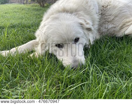 Maremma Sheepdog Lies On A Green Lawn, A Pet